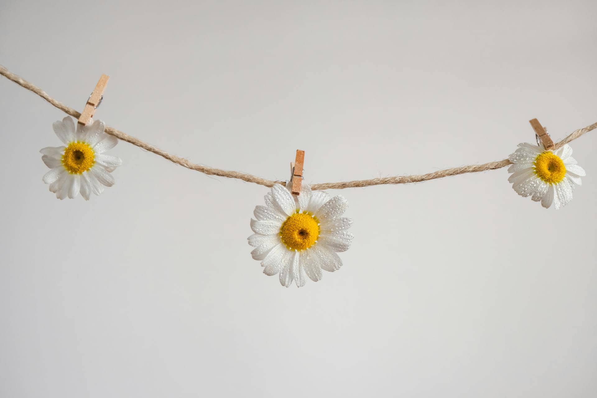 fleurs accrochées à une corde